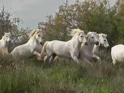 MS TS SLO MO Shot of Camargue Horse, Herd galloping, Saintes Marie de la Mer in Camargue, in South of France / Saintes Maries de la Mer, Camargue, France Stock Footage