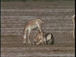 MS Wild ass mother rolling on ground, lame foal walks and lies down to roll on ground, Gujarat, India Stock Footage
