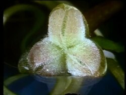 BCU High angle, Female flower of ribbon reed, resting on water surface Stock Footage