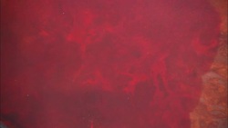 Blood disperses in a basin of water. Stock Footage