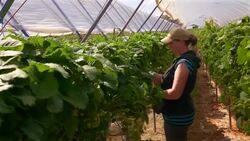 Female farm worker picks strawberries in poly tunnel Stock Footage