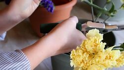 Young women pruning stems of cut flowers while working in florist shop Stock Footage