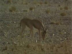 MS Arabian gazelles, Gazella arabica, feeding in desert, Jiddat al Harasis desert, Oman Stock Footage