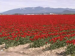 Tulip Farm #01 Stock Footage