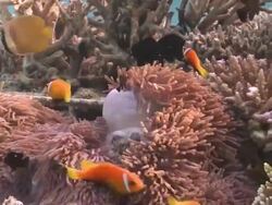 Blackfooted Anemonefish (Amphiprion nigripes) with Sea Anemone in Artificial Reef, Baa Atoll, The Maldives Stock Footage