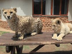 20 Month Old Cheetah Plays With Lion Cubs Stock Footage