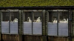 CLEAN : British duck farm closed off after bird flu outbreak News Clip