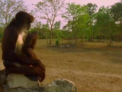 Howler monkey sits on a rock, howling to his friends Stock Footage