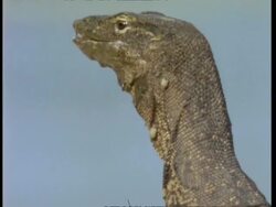 CU Monitor Lizards head (Varanus salvator) covered in mucus from decaying turtle, Malaysia Stock Footage