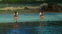 Dolphin show in progress in Pyongyang News Clip