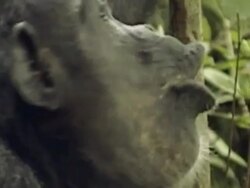 CU, TU, Chimpanzee (Pan troglodytes) vocalizing in forest, Gombe Stream National Park, Tanzania Stock Footage