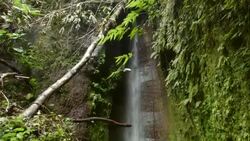 Rainforest waterfall Stock Footage