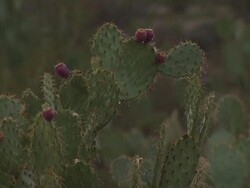 Rain falling on prickly pear cactus, close up, Sonoran Desert, Arizona, USA Stock Footage