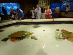 HYPERLAPSE: Shark Reef Aquarium At Mandalay Bay Time Lapses Stock Footage