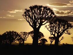 African Sunset with Quiver Trees Stock Footage