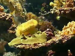 Coral colony on the reef Stock Footage