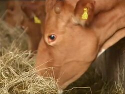 British Farmer Admits Selling Milk From Cloned Cow News Clip