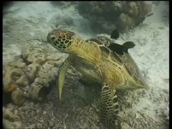 MS Green Turtle, head in profile, Surgeonfish cleaning Turtle on reef, Sipadan, Borneo, Malaysia Stock Footage