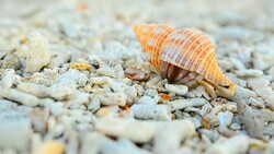 colorful and big Hermit crab try to start Stock Footage