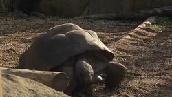 Giant Tortoise at Twycross Zoo News Clip