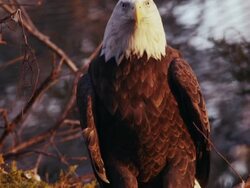 Close-up of American Bald Eagle sitting in a nest, turns head and looks around - talons can clearly be seen. Stock Footage