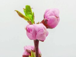 Peach flower Stock Footage