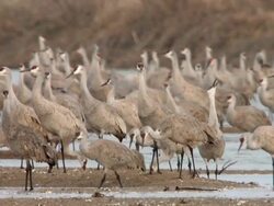 MS SLO MO Shot of Flocks of Sandhill Cranes, Grus canadensis, standing in water / Kearney, Nebraska, United States Stock Footage