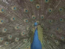 CU Peacock (Pavo cristatus) male displays, UK Stock Footage