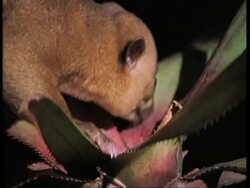 CU Kinkajou drinking from flower, Amazon Stock Footage