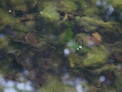 Scene of the nature Stock Footage