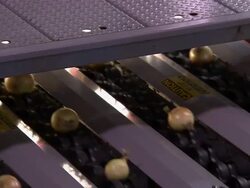 Close up of the onions moving in rows through a machine. Stock Footage