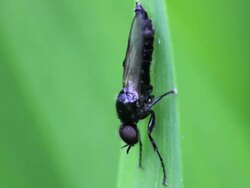 Small Fly Stock Footage
