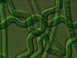 Time lapse Procaryotic cell (Oscillatoriales). Blue green algae moving across screen. ECU Stock Footage