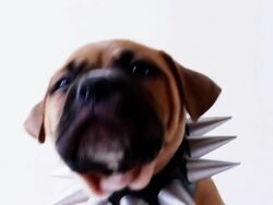 Mean Dog Stock Footage