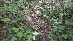 HD: Discovering The Forest Stock Footage