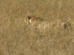 MS TS Cheetahs walking through floodplain waters and dry grass / Okavango Delta, North West District, Botswana Stock Footage