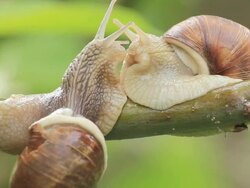 snail on a branch Stock Footage