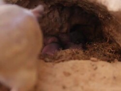 Bushy-tailed jird (Sekeetamys calurus) Female nursing pups in the nest Stock Footage
