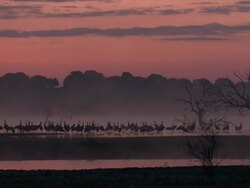 European Cranes (Grus grus) silhouetted beneath orange sky, North East Extremadura in Dehesa. Stock Footage