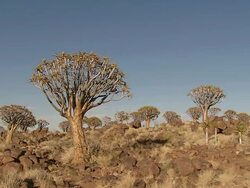 WS View of Baobab trees amongst rocky landscape / Limpopo, South Africa Stock Footage