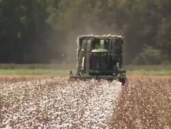 Tilt up to shot of cotton harvester moving across field, towards the camera. Stock Footage