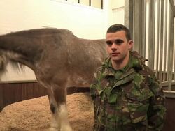 Britain's Tallest Horse Stock Footage