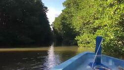 HD VDO : Mangrove forest Stock Footage