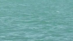 CLEAN : Plankton explosion turns Istanbul's Bosphorus turquoise News Clip