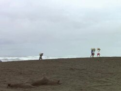 WS Turtle egg hunters  hauling away eggs on Ostional Beach / Guanacaste, Costa Rica Stock Footage