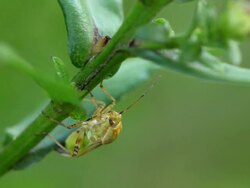 Beetle Stock Footage
