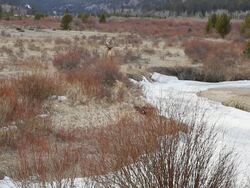 MS Shot of large bull elk walking near frozen stream at sunset / Estes Park, Colorado, United States Stock Footage