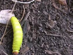 Caterpillar 10 Stock Footage