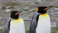 King Penguins in the world's second largest King Penguin colony on Salisbury Plain, South Georgia, Southern Ocean. Stock Footage