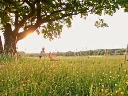 SLO MO Woman pushing girl on swing in meadow Stock Footage